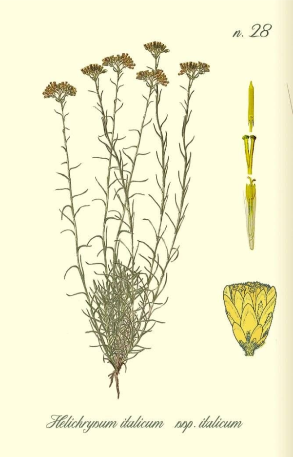 illustrazione elicriso pianta