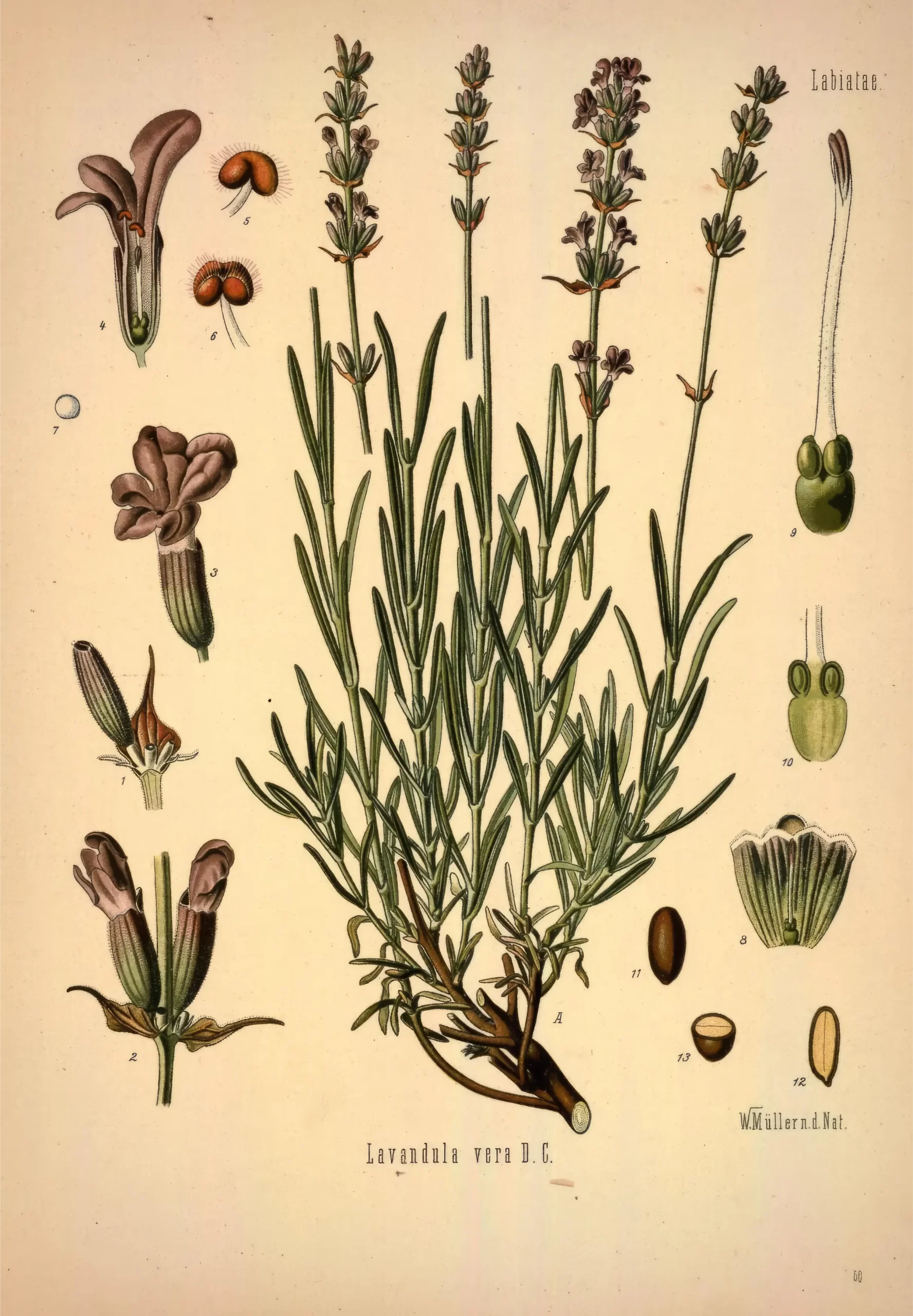 illustrazione lavanda pianta