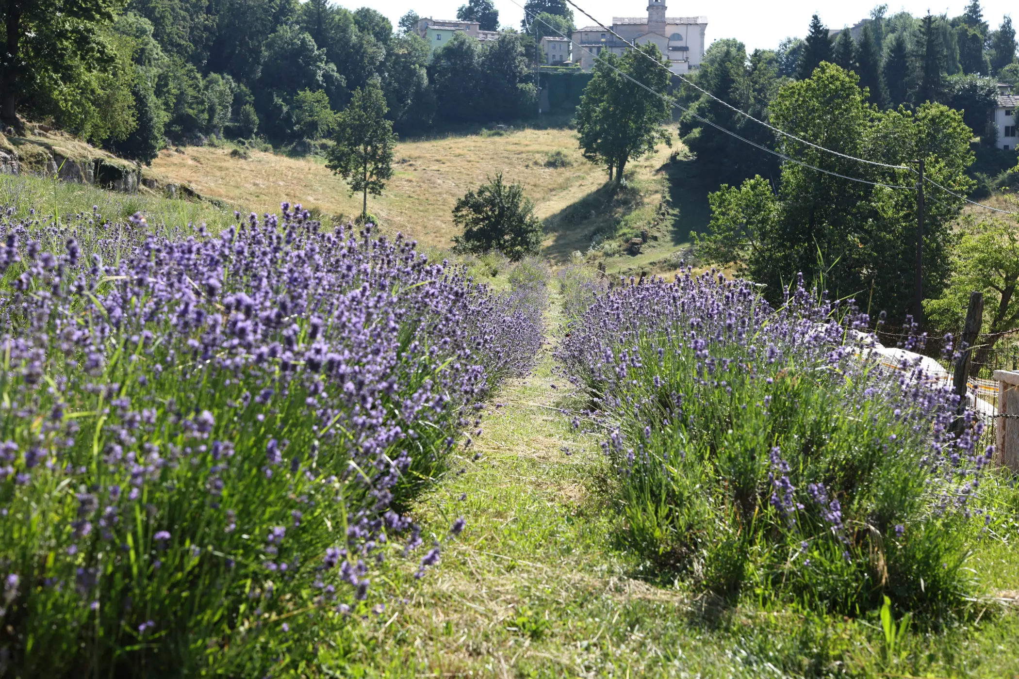 pianta di lavanda
