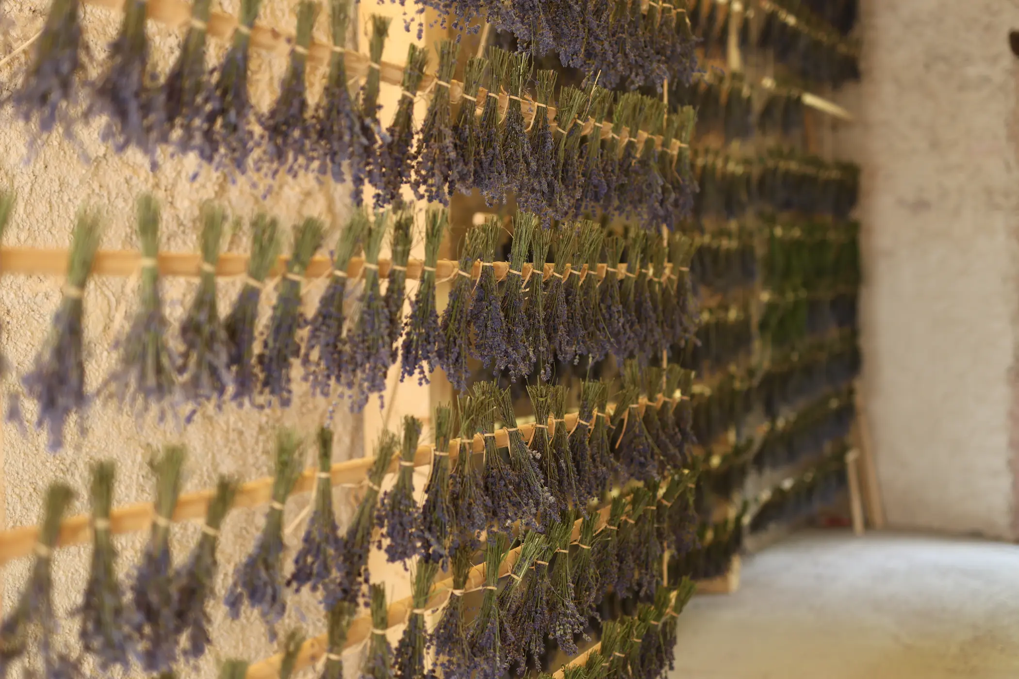 pianta di lavanda essicata