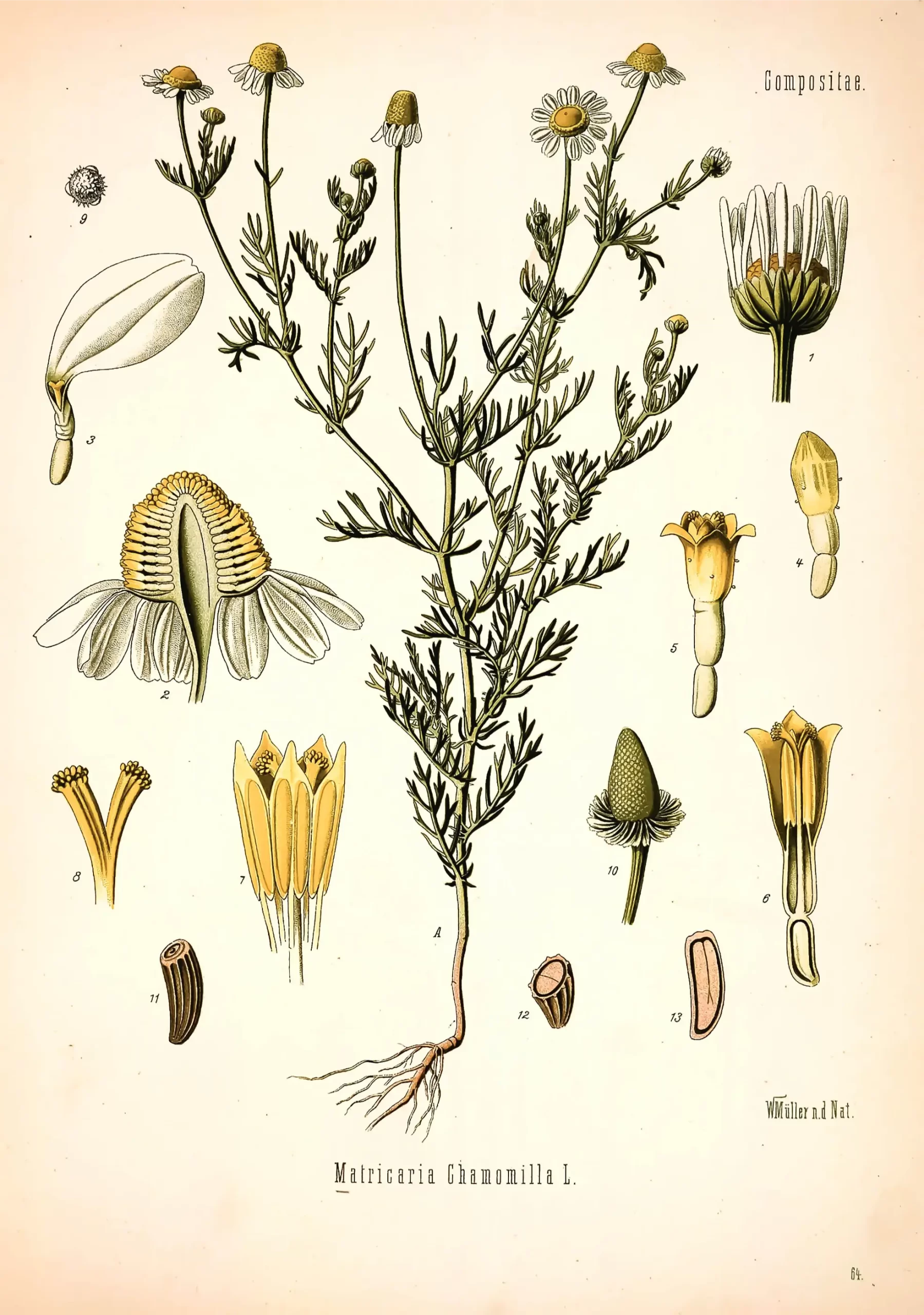 illustrazione di erbe officinali storiche