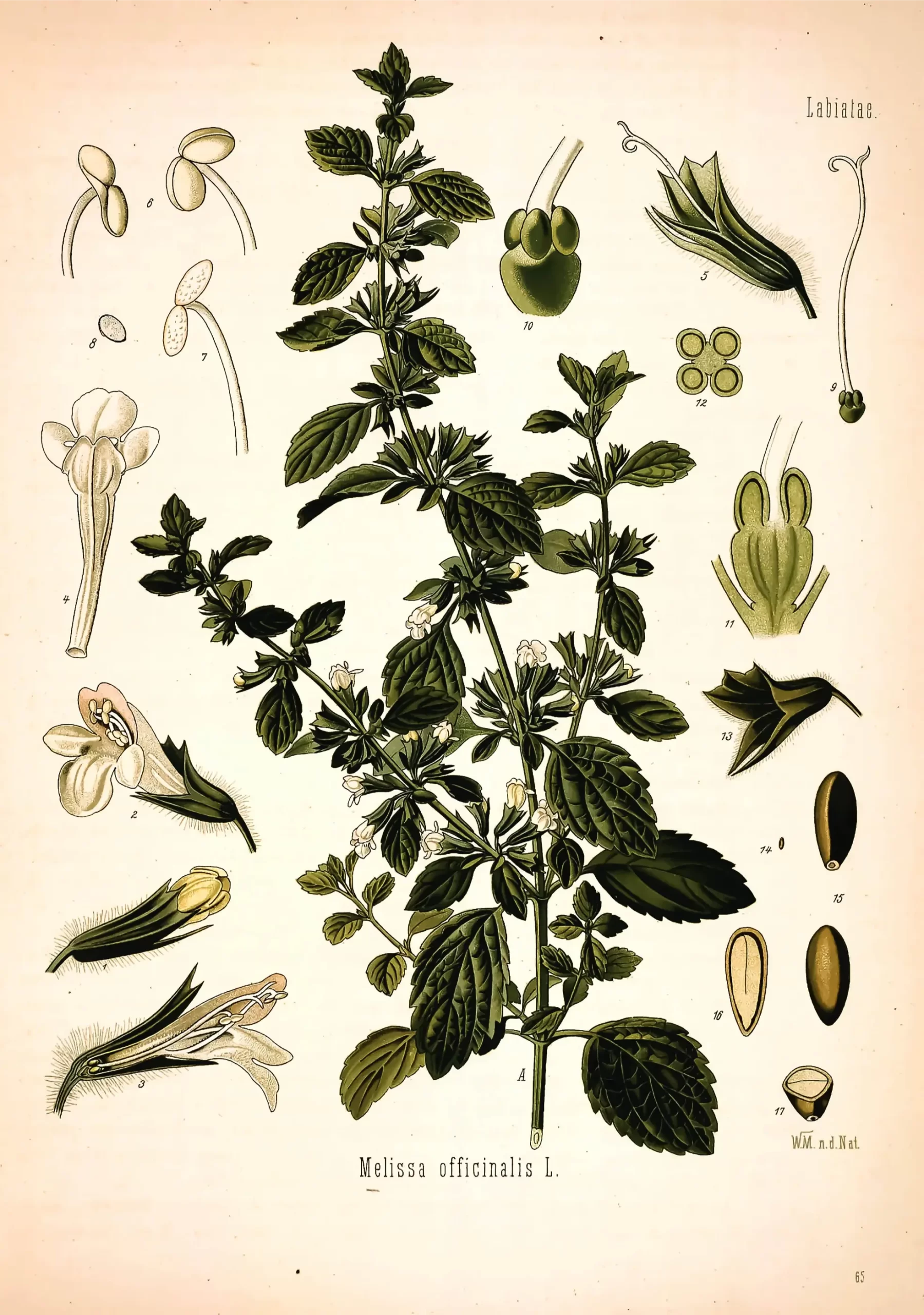 illustrazione di erbe officinali storiche