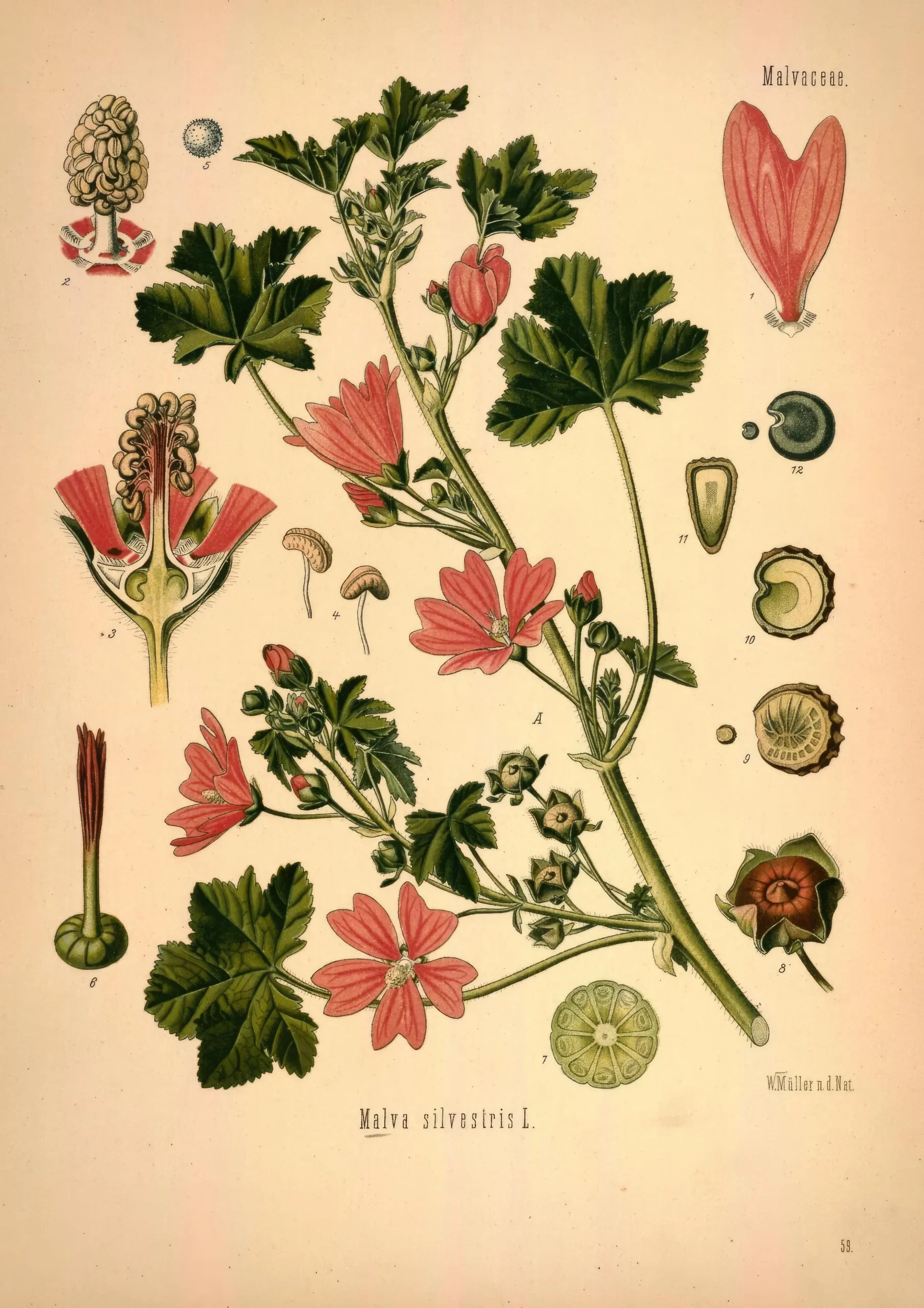 illustrazione della malva
