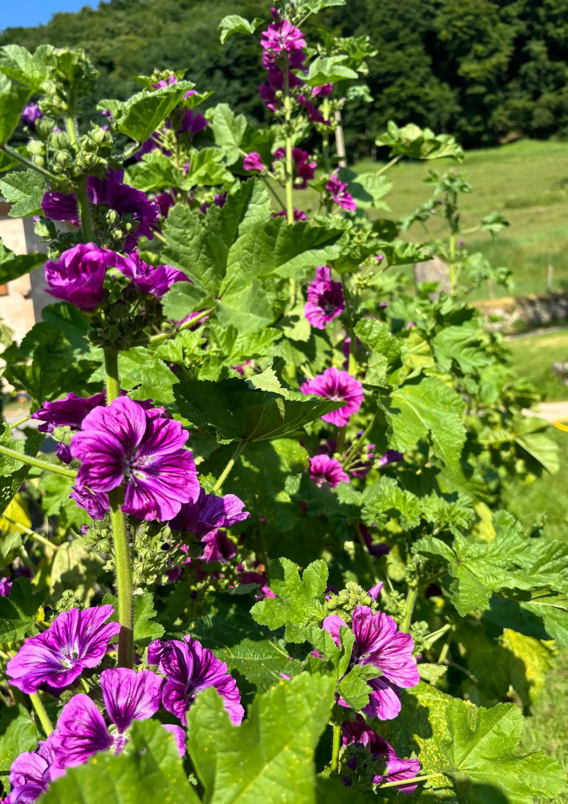 malva pianta