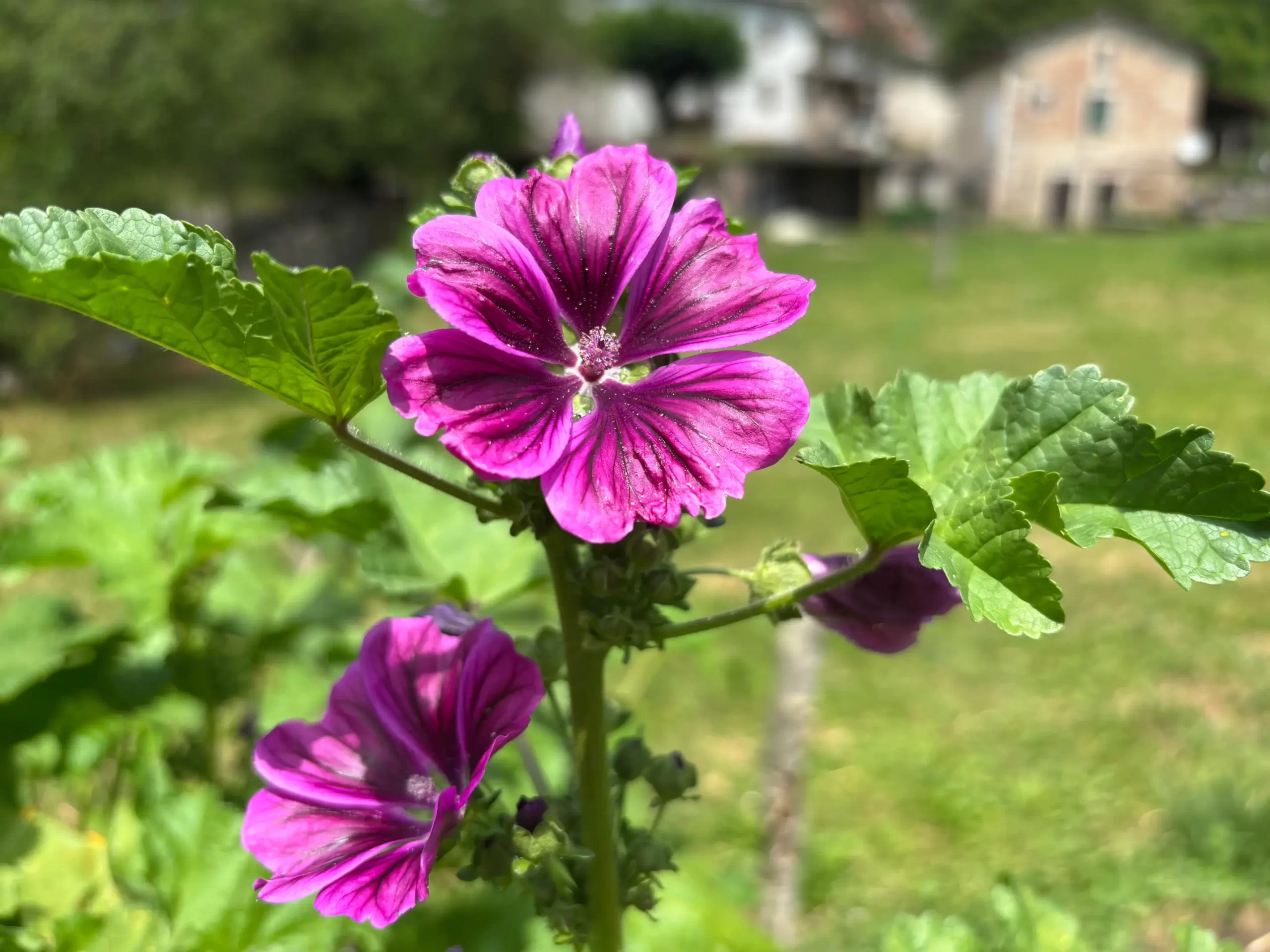 pianta di malva