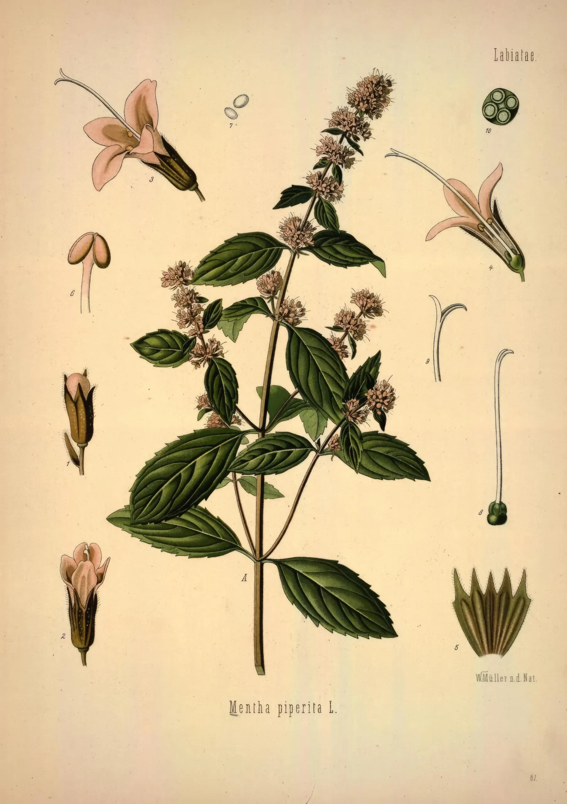 illustrazione della menta piperita