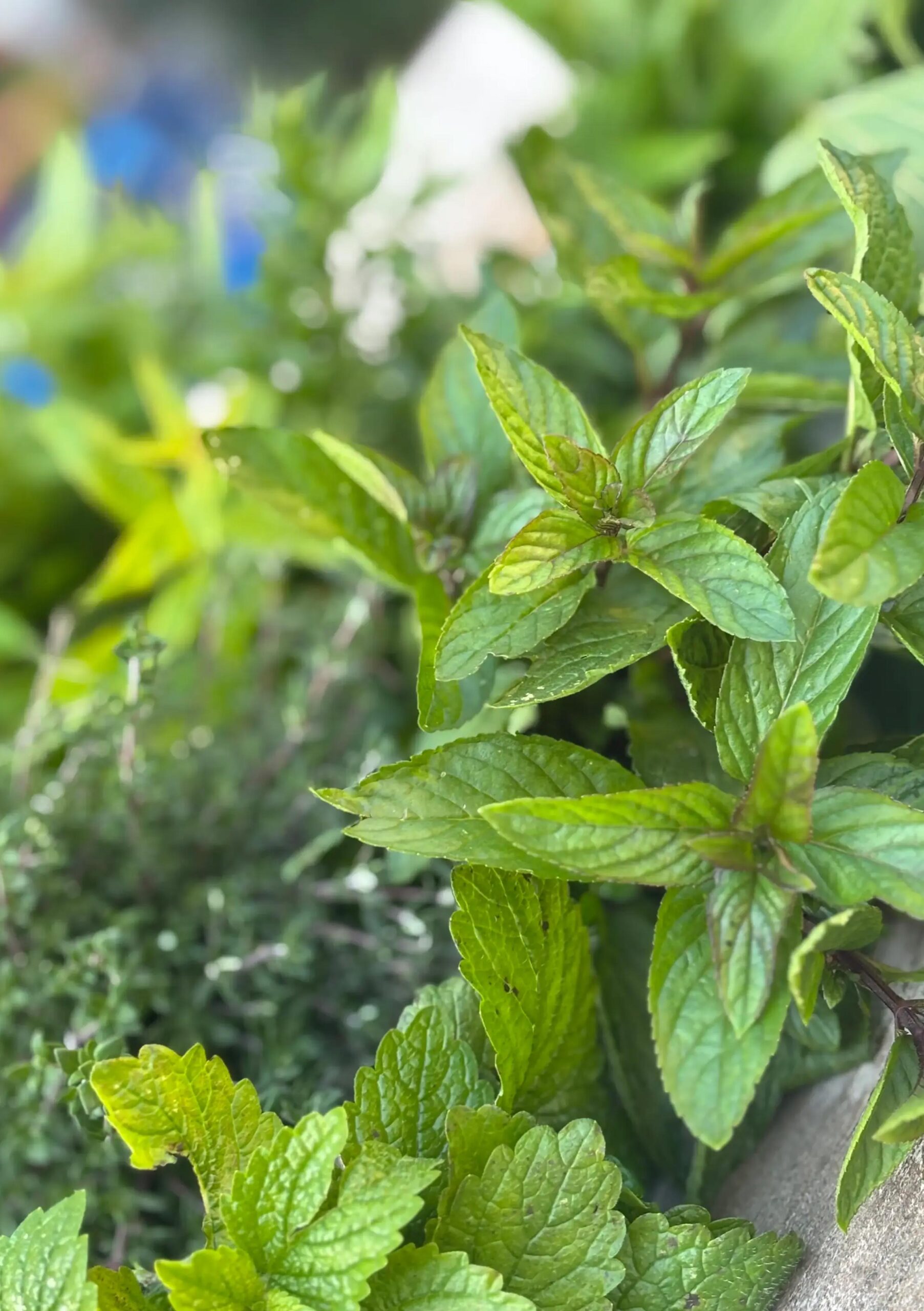 menta piperita appoggiata su un tavolo
