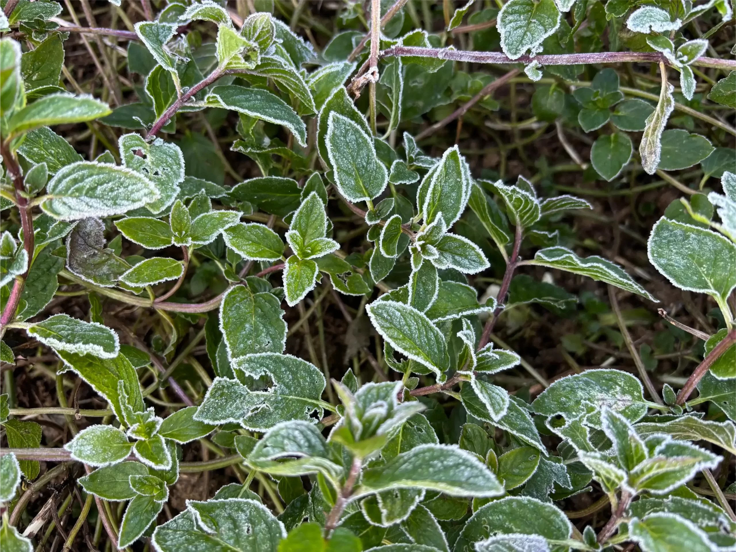 menta piperita